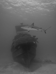 Big Crab Wreck with a Visitor by Jan Morton 